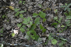 Clematis integrifolia