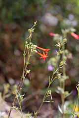 Ipomopsis aggregata aggregata