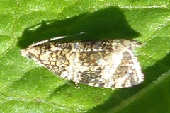 Syricoris lacunana