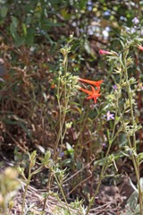 Ipomopsis aggregata aggregata