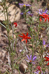 Ipomopsis aggregata aggregata