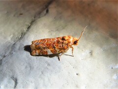 Choristoneura houstonana
