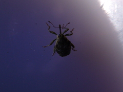 Parethelcus pollinarius