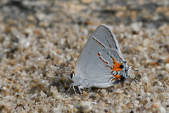 Strymon melinus franki