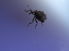 Parethelcus pollinarius