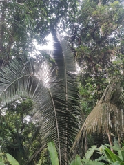 Oenocarpus