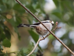 Aegithalos caudatus