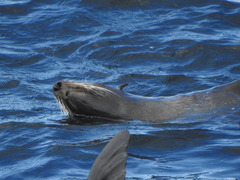 Arctocephalus