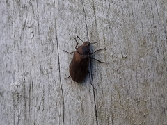 Epitragodes tomentosus