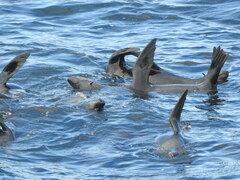 Arctocephalus