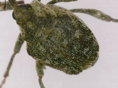 Parethelcus pollinarius