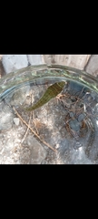 Lepadogaster candolii