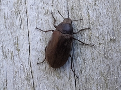 Epitragodes tomentosus