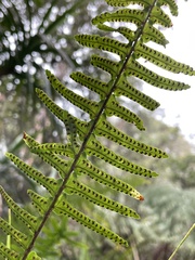 Nephrolepis exaltata