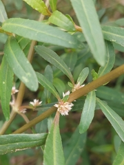 Alternanthera denticulata