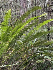 Nephrolepis exaltata