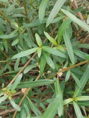 Alternanthera denticulata
