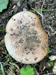 Hygrophorus nemoreus raphaneus
