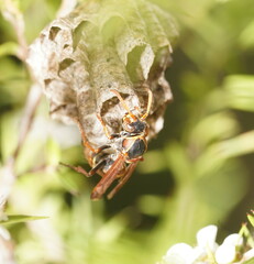 Polistes humilis humilis