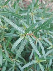 Alternanthera denticulata