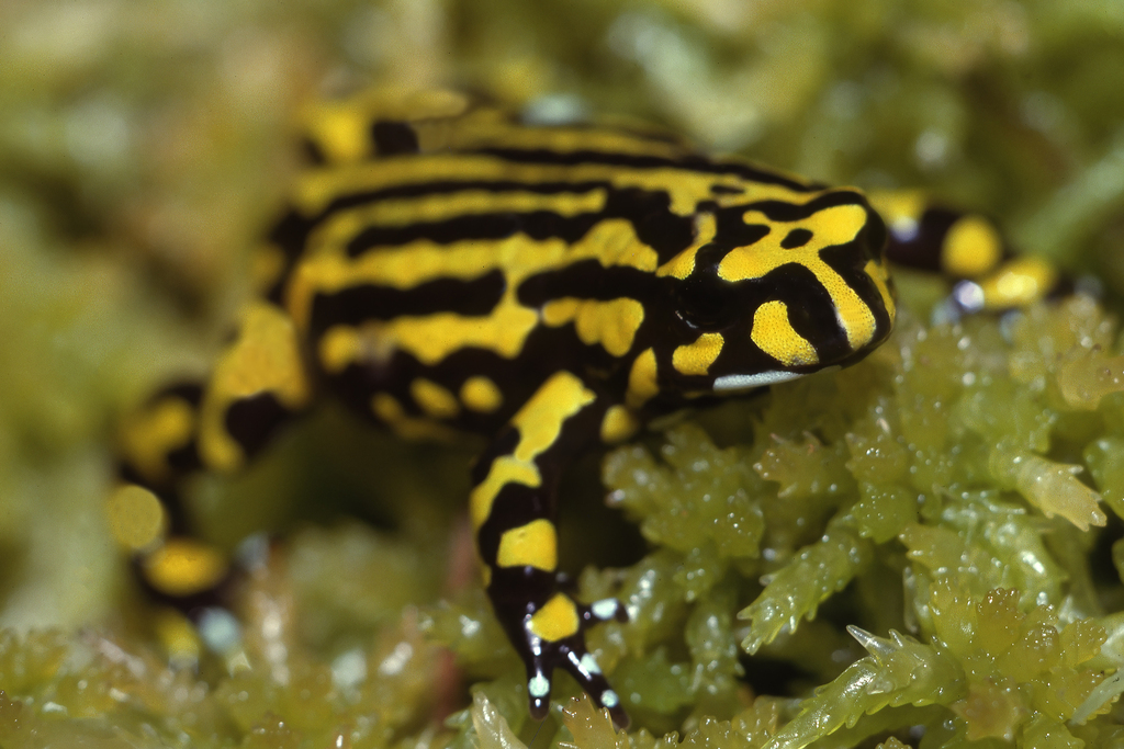Northern Corroboree Frog by kengriffiths. Brindabella Range Feb, 1993