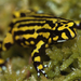 Northern Corroboree Frog - Photo (c) kengriffiths, some rights reserved (CC BY-NC), uploaded by kengriffiths