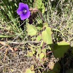 Phacelia parryi