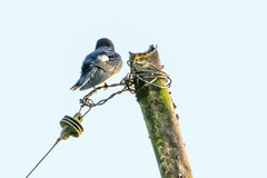 Tachycineta albiventer