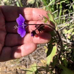Phacelia parryi