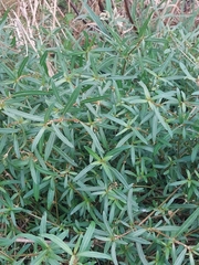 Alternanthera denticulata