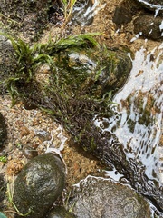 Fontinalis antipyretica