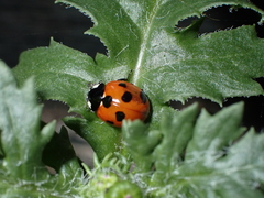 Coccinella algerica
