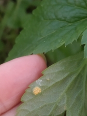 Puccinia smyrnii