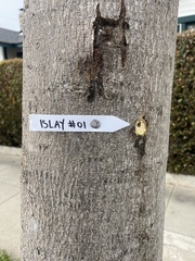 Albizia julibrissin julibrissin