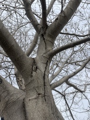 Albizia julibrissin julibrissin