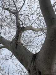 Albizia julibrissin julibrissin