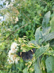 Austroeupatorium inulifolium