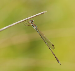 Austrolestes analis