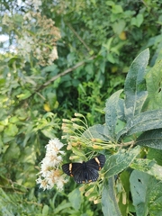Austroeupatorium inulifolium