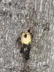 Albizia julibrissin julibrissin