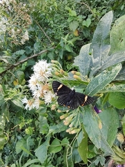 Austroeupatorium inulifolium