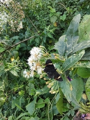 Austroeupatorium inulifolium