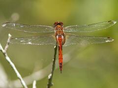 Tramea abdominalis
