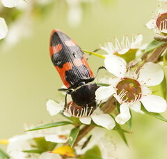 Castiarina bremei