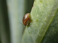 Longitarsus kleiniiperda