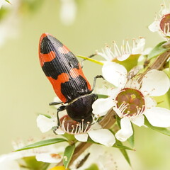 Castiarina bremei