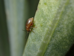Longitarsus kleiniiperda