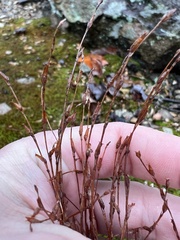 Hypericum gentianoides
