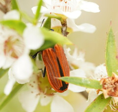 Castiarina erythroptera