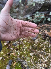 Hypericum gentianoides